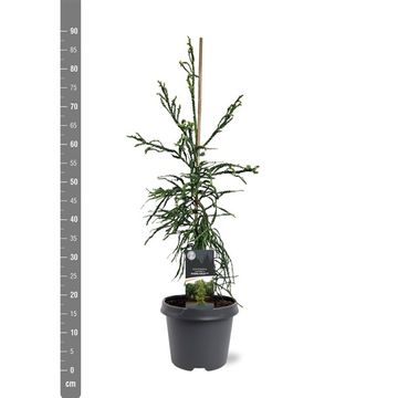 Cryptomeria japonica 'Kyara Gold'