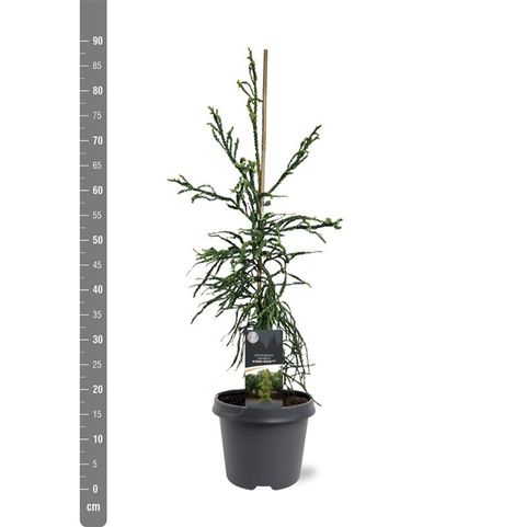 Cryptomeria japonica 'Kyara Gold'