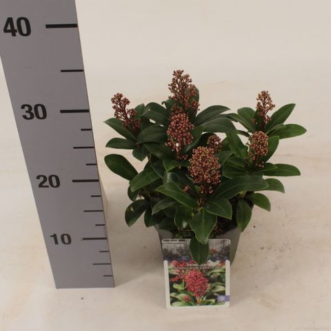 Skimmia japonica 'Celebrations'