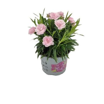 Диантус I LOVE U