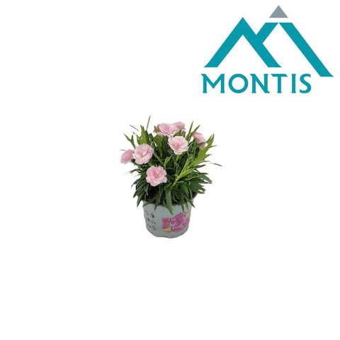 Диантус I LOVE U