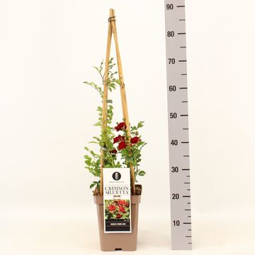 Rosa CRIMSON SILUETTA