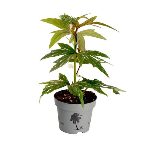 Begonia 'Kimby'