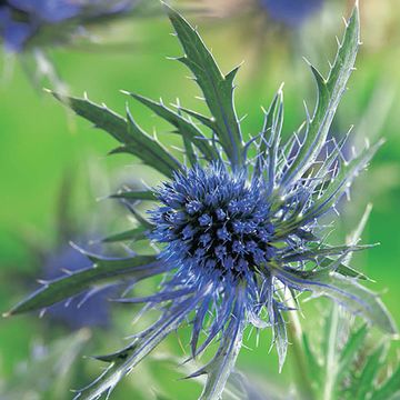 Eryngium planum