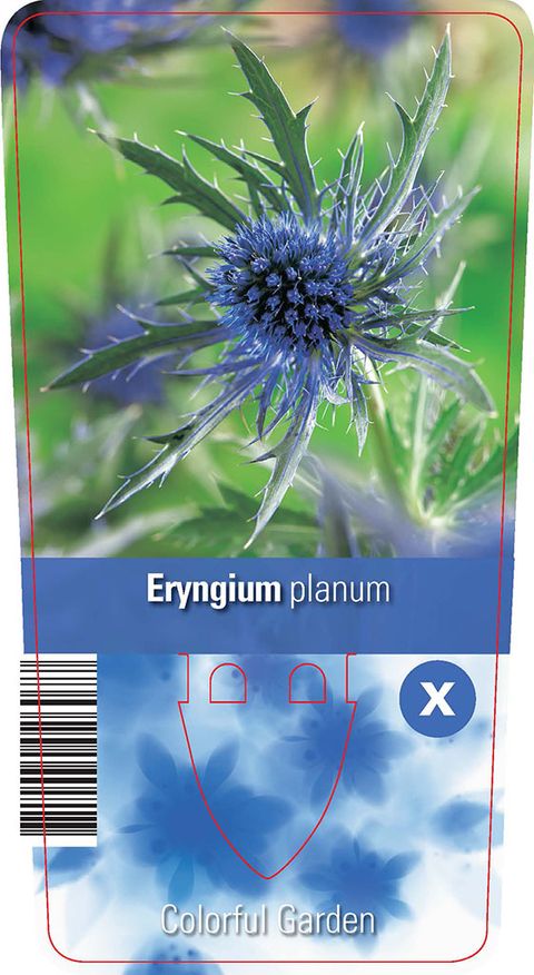 Eryngium planum