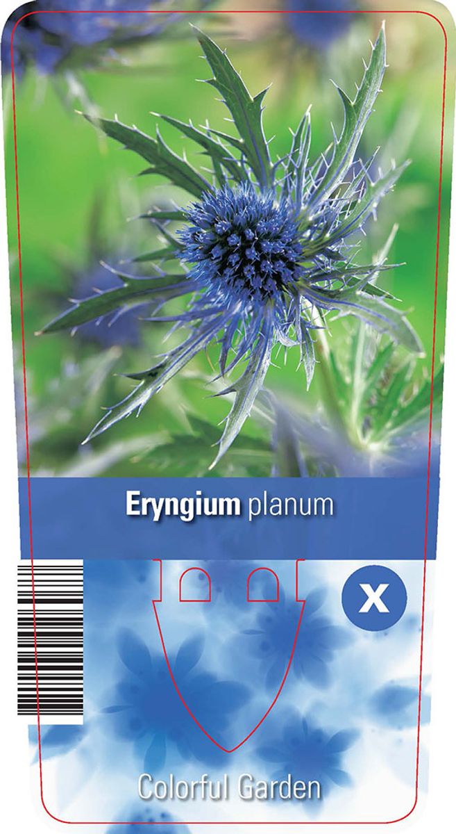 Eryngium planum — Plant Wholesale FlorAccess
