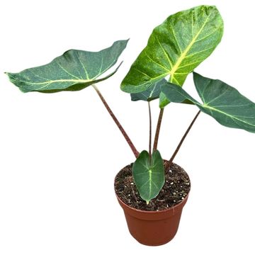 Alocasia 'New Guinea Gold'