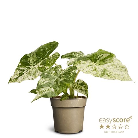 Alocasia macrorrhizos 'Camouflage'