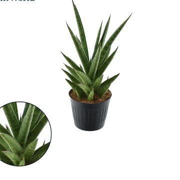 Sansevieria 'Dancing Queen'