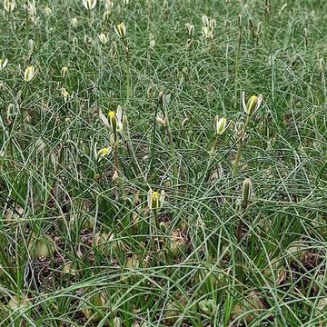 Albuca humilis