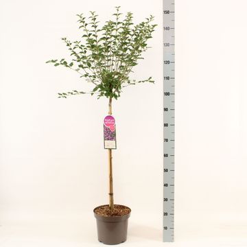Syringa BLOOMERANG DARK PURPLE