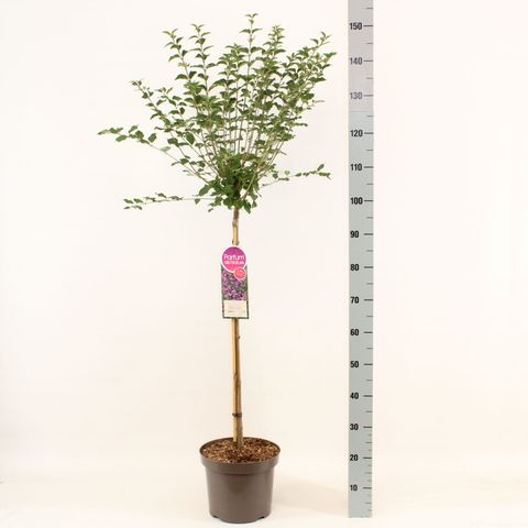 Syringa BLOOMERANG DARK PURPLE