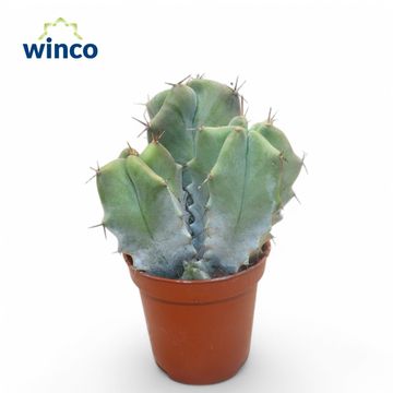 Ritterocereus pruinosus