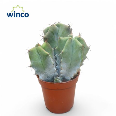 Ritterocereus pruinosus