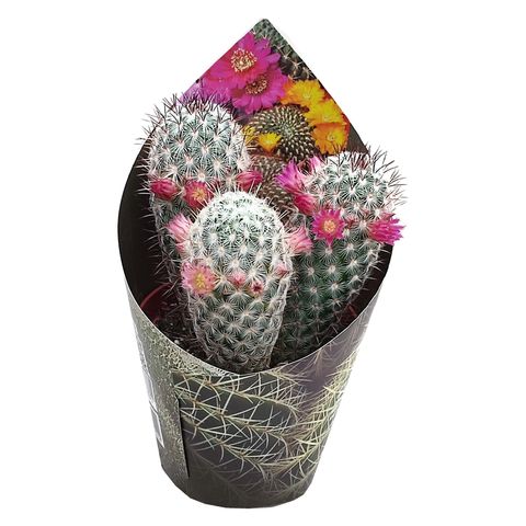 Mammillaria microhelia