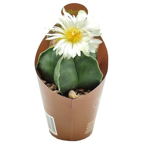 Astrophytum myriostigma nudum