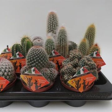 Cactus MIX