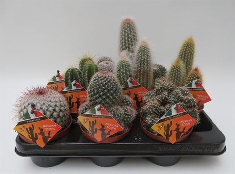 Cactos MIX