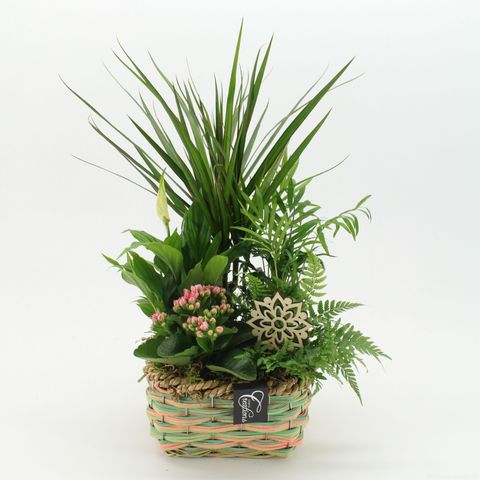 Arrangement Essentials