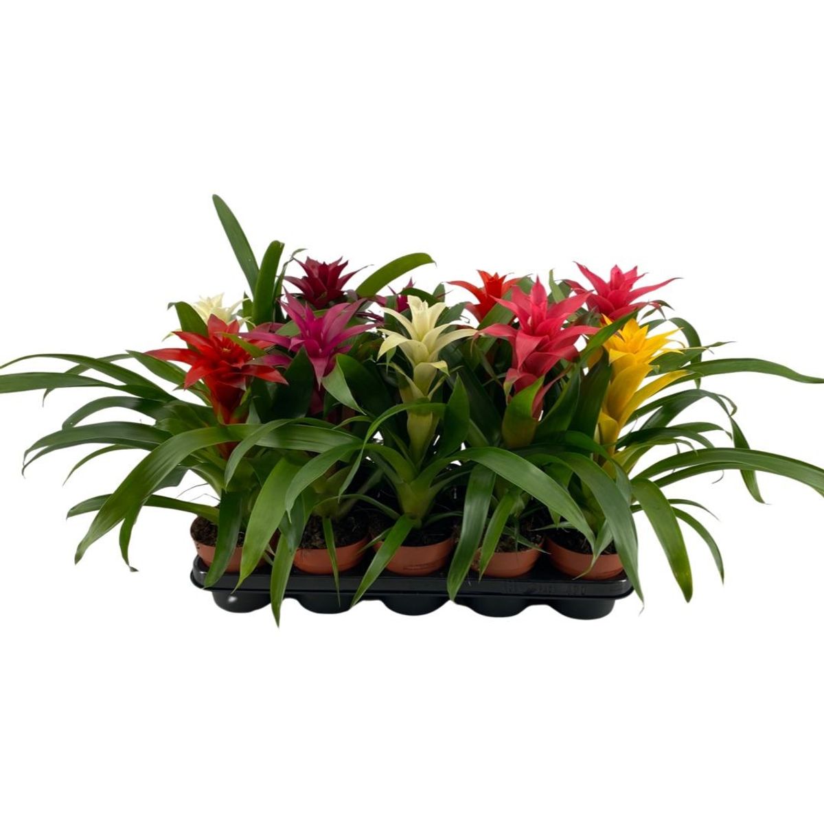 Guzmania MIX — Plant Wholesale FlorAccess