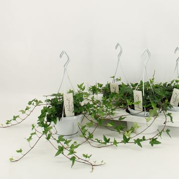 Hedera helix 'Shamrock'