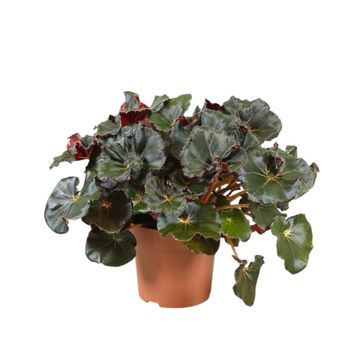 Begonia JUNGLE WONDERS MIX