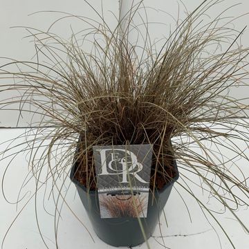 Carex comans 'Bronze Form'