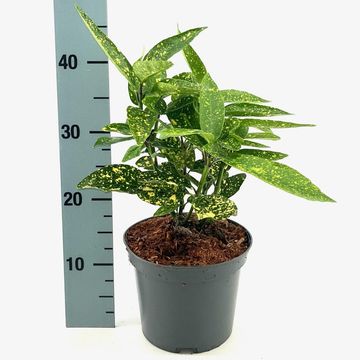 Aucuba japonica 'Variegata'