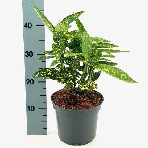 Aucuba japonica 'Variegata'