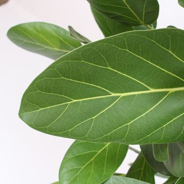 Ficus benghalensis