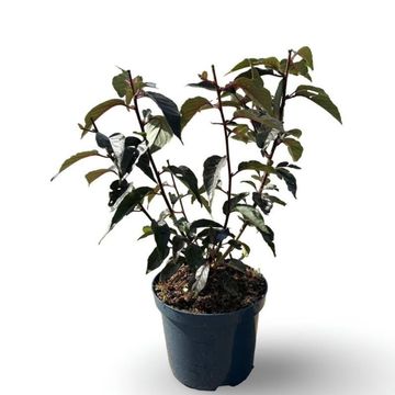 Prunus serrulata 'Royal Burgundy'