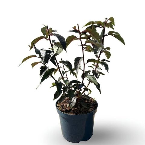 Prunus serrulata 'Royal Burgundy'
