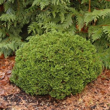 Chamaecyparis obtusa 'Elf'