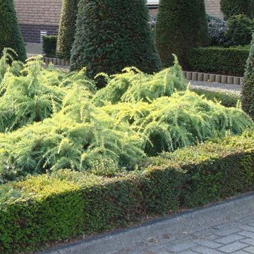 Cedrus deodara 'Golden Horizon'