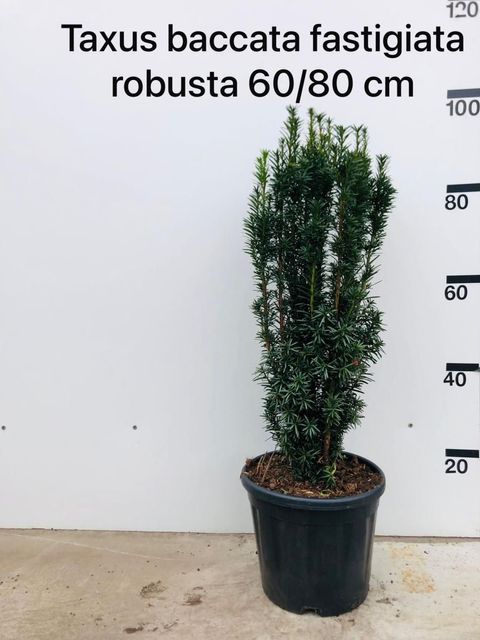 Taxus baccata 'Fastigiata Robusta'