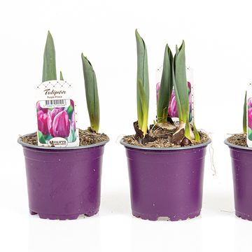 Tulipa 'Purple Prince'