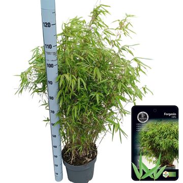 Fargesia murielae 'Rufa'