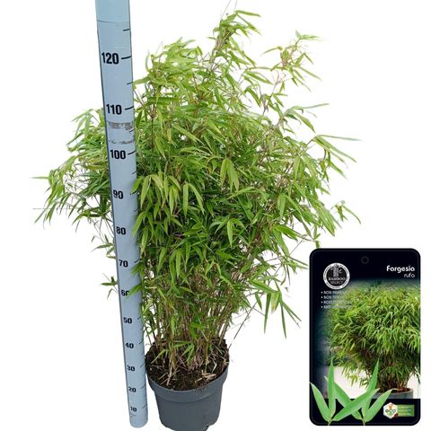 Fargesia murielae 'Rufa'