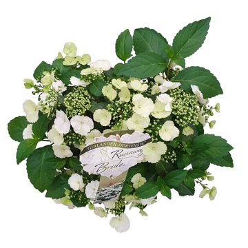 Hydrangea RUNAWAY BRIDE