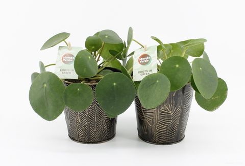 Pilea peperomioides