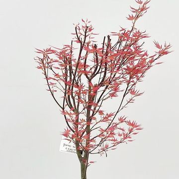 Acer palmatum 'Wilson's Pink Dwarf'