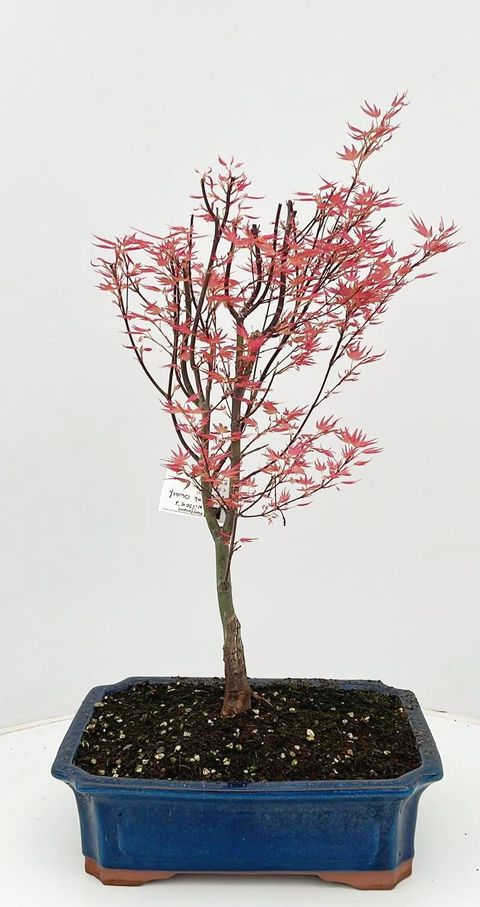 Acer palmatum 'Wilson's Pink Dwarf'