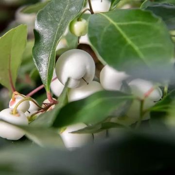 Gaultheria procumbens CIAO BELLA WHITE