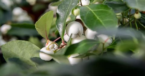 Gaultheria procumbens CIAO BELLA WHITE