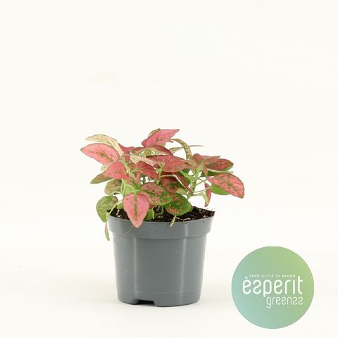 Hypoestes MIX IN POT RED