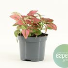 Hypoestes MIX IN POT RED