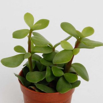 Portulacaria afra