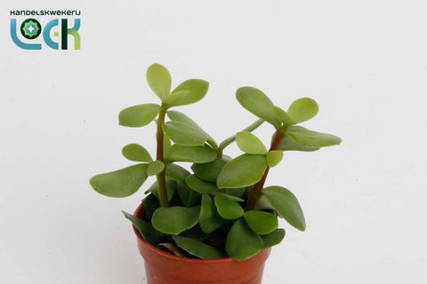 Portulacaria afra