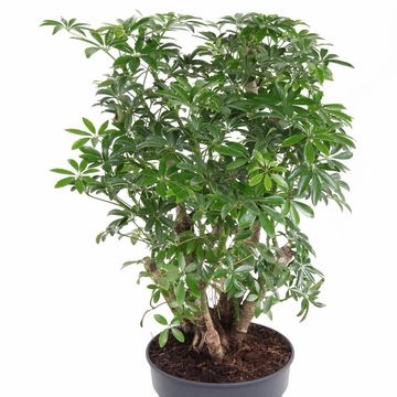 Schefflera arboricola 'Luseana'