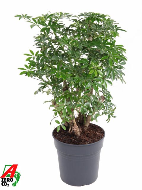 Schefflera arboricola 'Luseana'